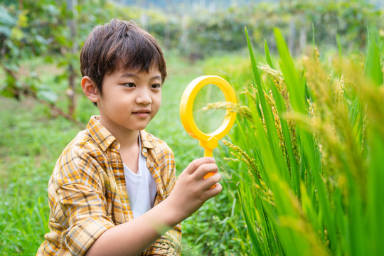 小男孩拿着放大镜观察植物