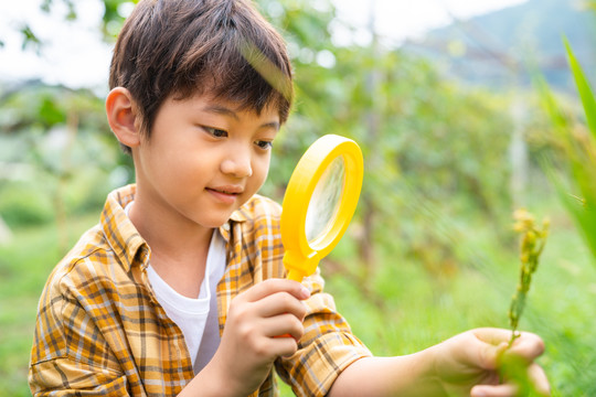 小男孩拿着放大镜观察植物