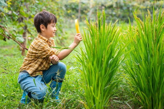 小男孩拿着放大镜观察植物