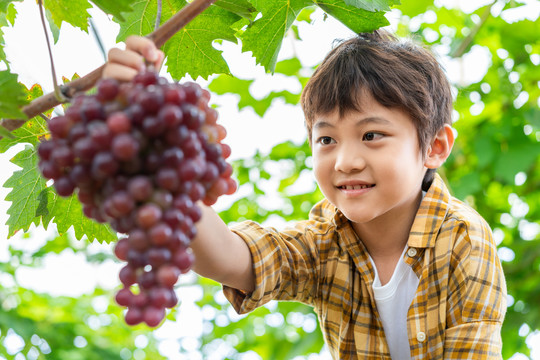 小男孩观察葡萄