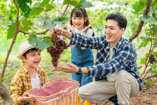 年轻家庭在果园采摘葡萄