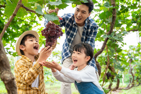 年轻家庭在果园采摘葡萄