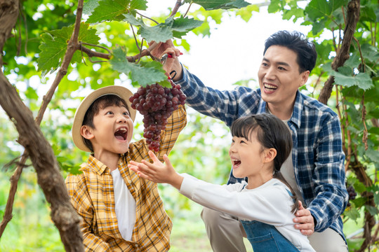 年轻家庭在果园采摘葡萄