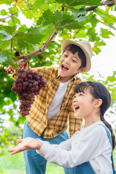 小朋友在果园采摘葡萄