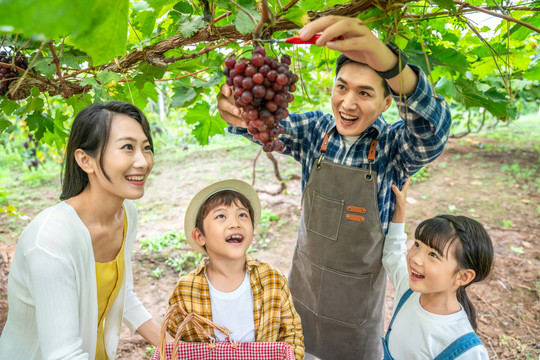 年轻家庭在果园采摘葡萄