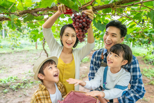 年轻家庭在果园采摘葡萄