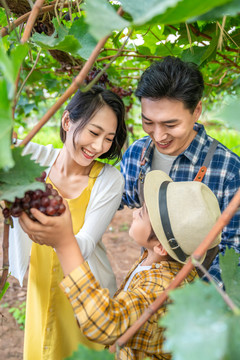 年轻家庭在果园采摘葡萄