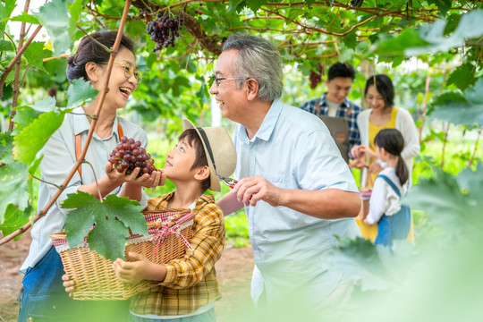 全家人在果园采摘葡萄