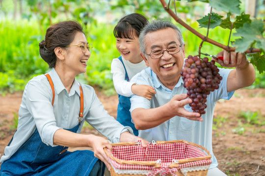 祖孙在果园采摘葡萄