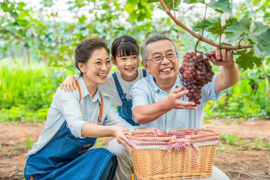 祖孙在果园采摘葡萄