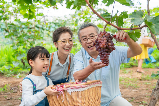 祖孙在果园采摘葡萄