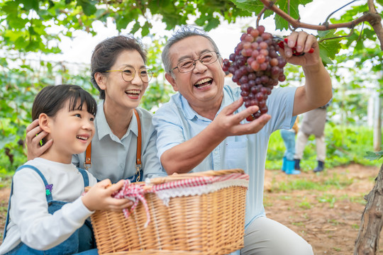 祖孙在果园采摘葡萄