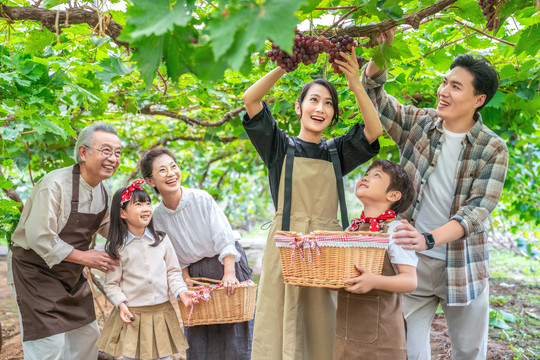 全家人在果园采摘葡萄