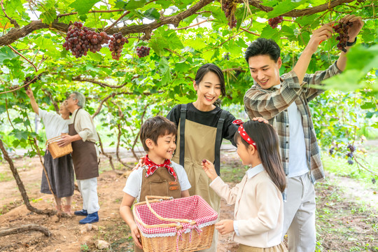 全家人在果园采摘葡萄