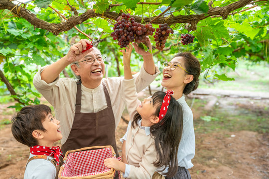 祖孙在果园采摘葡萄