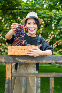 年轻女子在果园采摘葡萄