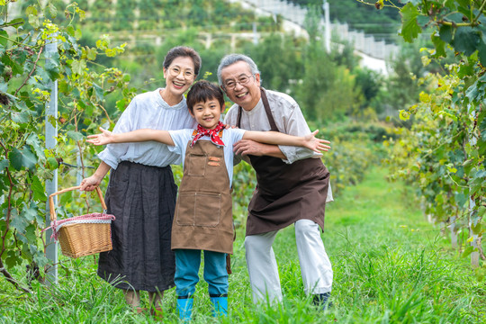 祖孙在果园采摘葡萄