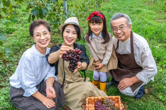 一家人在果园采摘葡萄