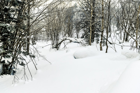 雪地雪景