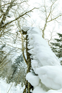 雪景