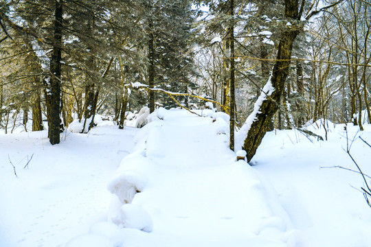 雪地雪景