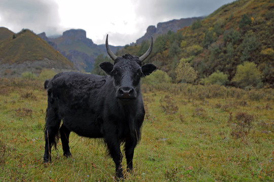 甘南自然风光山峦草地一头牛