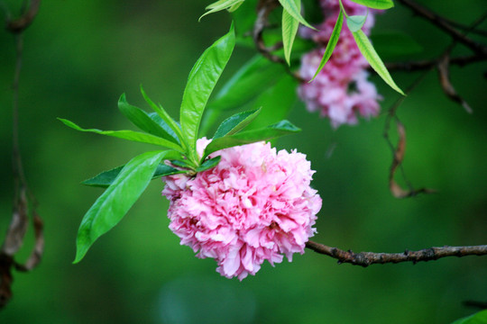 桃花