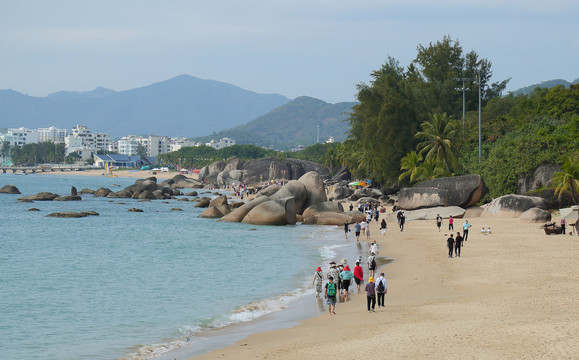 海边椰子树