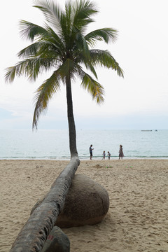 海边椰子树