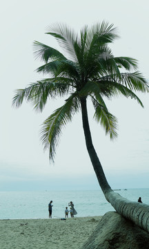 海边椰子树