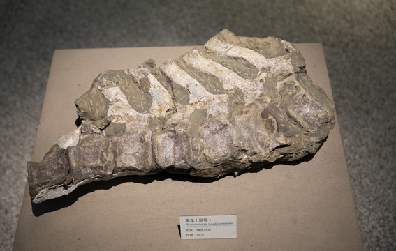 蜀龙尾椎化石