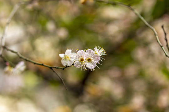 粉色梅花