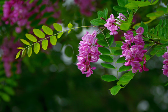 红槐花