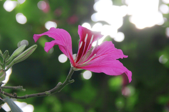 紫色花蜜鸟花