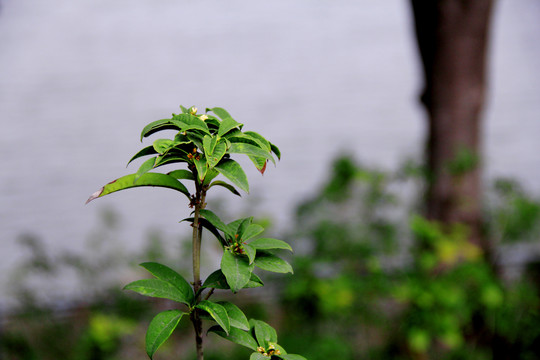 桂花