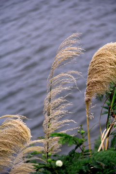 湖边的芦苇