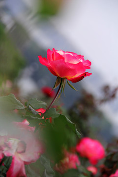 盛开的红色蔷薇花