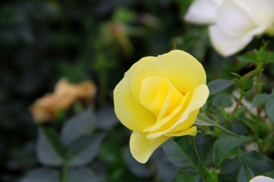 一朵绽放的黄色蔷薇