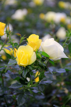 绽放的黄色蔷薇