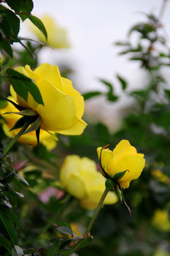 盛开的黄色蔷薇花