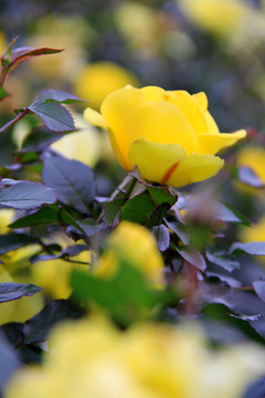 盛开的黄色蔷薇花