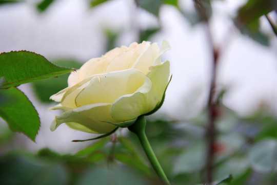 盛开的白蔷薇