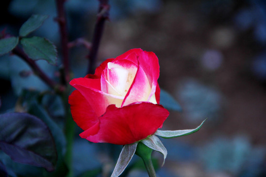 盛开的红色蔷薇