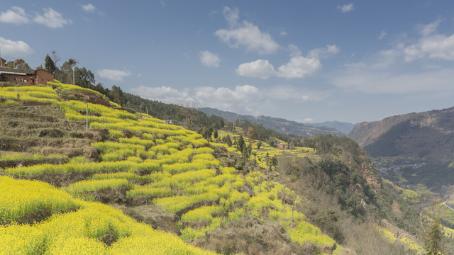 宜宾屏山中都油菜花美丽乡村