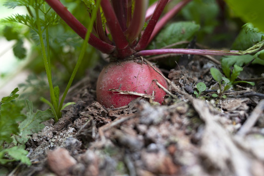 特写菜地里的露出泥土的红萝卜