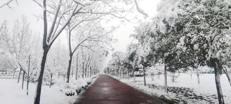 雪后的银色世界