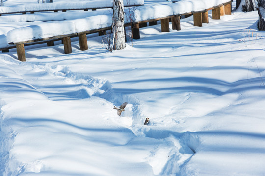 雪地积雪小鸟