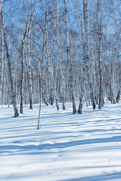 雪地光影白桦林