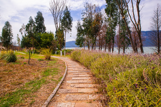 湿地公园小路