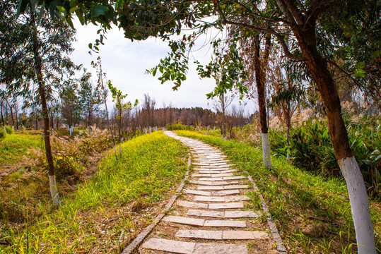 湿地公园小路